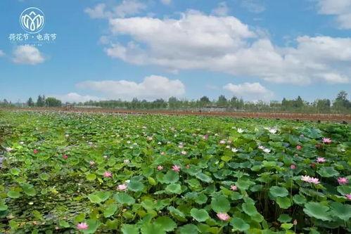 曹县张店吃瓜,一场别开生面的“吃瓜”盛宴 第2张 曹县张店吃瓜,一场别开生面的“吃瓜”盛宴 第2张