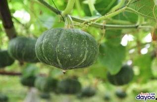 广州ttg清清吃瓜,揭秘电竞圈吃瓜背后的故事  第3张