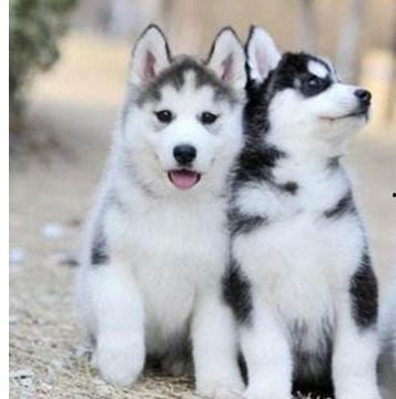 二哈吃瓜而已视频,萌宠视角下的娱乐圈风云  第2张