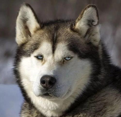 二哈吃瓜而已视频,萌宠视角下的娱乐圈风云  第3张