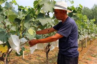 赵集镇吃瓜,瓜香四溢,品味乡村田园生活 第2张 赵集镇吃瓜,瓜香四溢,品味乡村田园生活 第2张