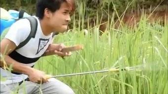 护花使者吃瓜,瓜田里的甜蜜守护 第2张 护花使者吃瓜,瓜田里的甜蜜守护 第2张