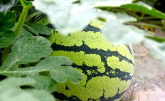 看瓜和吃瓜古诗  第2张