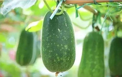 什么小孩吃瓜,揭秘小孩吃瓜的欢乐时光  第3张