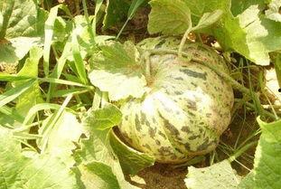 老刘带你吃大瓜,一网打尽明星幕后故事