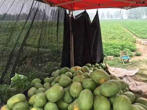 老刘带你吃大瓜,一网打尽明星幕后故事  第2张