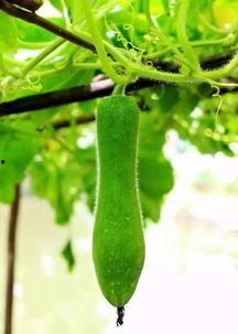 家瓜怎么吃,从家常到创意料理  第3张