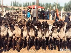 新疆吃瓜群众视频大全,趣味横生的日常生活剪影  第2张