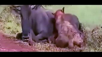 吃货版吃瓜视频