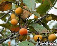 回忆儿时吃瓜的场景,那些难忘的夏日吃瓜时光  第3张