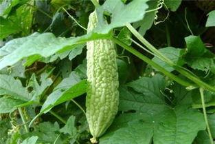 吃瓜掩盖什么  第3张