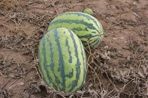 吃不熟的小瓜,探索未熟小瓜的独特风味