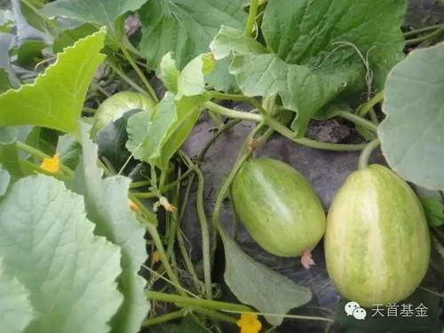 吃不熟的小瓜,探索未熟小瓜的独特风味 第2张 吃不熟的小瓜,探索未熟小瓜的独特风味 第2张