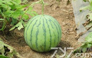 吃不熟的小瓜,探索未熟小瓜的独特风味 第3张 吃不熟的小瓜,探索未熟小瓜的独特风味 第3张