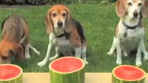 狗吃瓜好吗,揭秘宠物饮食中的趣味与注意事项 第2张 狗吃瓜好吗,揭秘宠物饮食中的趣味与注意事项 第2张