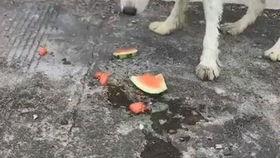 狗吃瓜好吗,揭秘宠物饮食中的趣味与注意事项 第3张 狗吃瓜好吗,揭秘宠物饮食中的趣味与注意事项 第3张