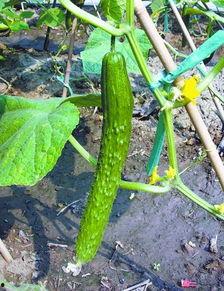 田瓜怎么吃蔬菜 第3张 田瓜怎么吃蔬菜 第3张