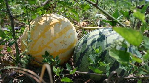 去碎玉轩吃瓜,揭秘美食背后的故事 第2张 去碎玉轩吃瓜,揭秘美食背后的故事 第2张