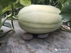 去碎玉轩吃瓜,揭秘美食背后的故事 第3张 去碎玉轩吃瓜,揭秘美食背后的故事 第3张