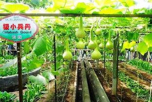 小六吃瓜合集,揭秘娱乐圈那些不为人知的幕后故事  第2张