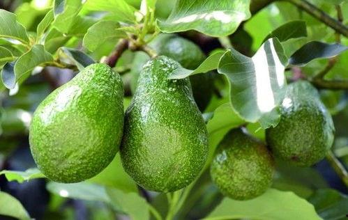 牛油果吃瓜,牛油果与吃瓜者的美味邂逅  第2张