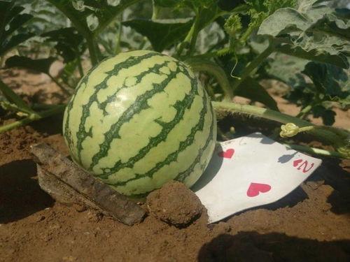 大家去哪吃瓜,揭秘“大家去哪吃瓜”的幕后故事 第3张 大家去哪吃瓜,揭秘“大家去哪吃瓜”的幕后故事 第3张