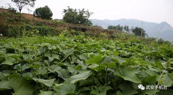 半佛系吃瓜,揭秘网络舆论场的趣味与真相  第3张