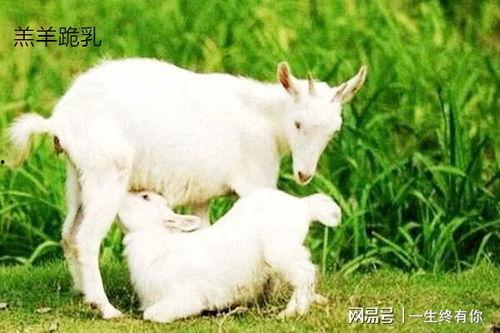 小羊直播吃瓜,趣味横生的直播盛宴