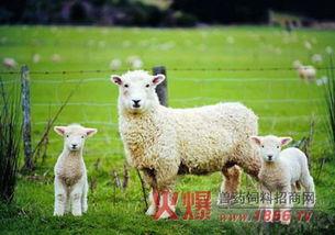 小羊直播吃瓜,趣味横生的直播盛宴  第3张