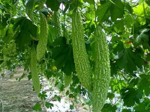 苦瓜不苦吃瓜群众,吃瓜群众笑开颜  第2张