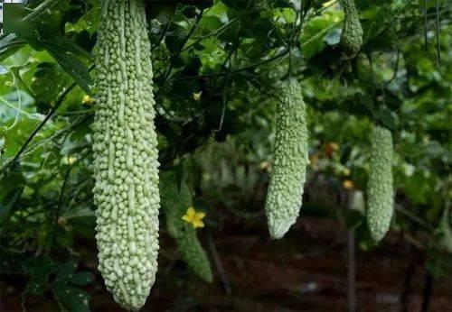 苦瓜不苦吃瓜群众,吃瓜群众笑开颜  第3张