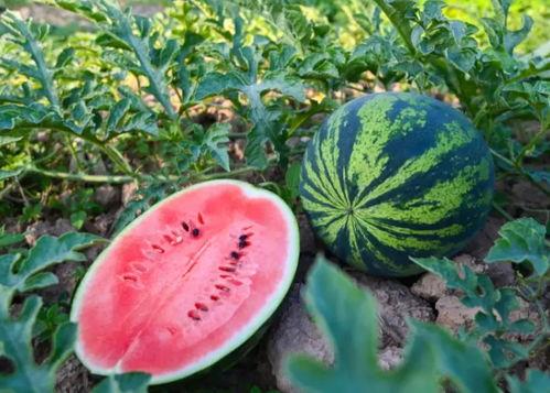 陇南康县吃瓜,瓜果飘香，品味田园生活  第3张