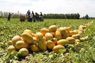 红衣哥吃哈密瓜  第2张