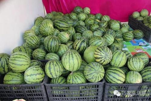 阿陈吃瓜  第2张