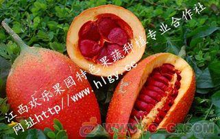 吃瓜天堂网站,网络热门事件背后的真相与趣味  第2张