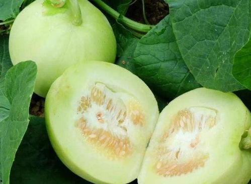 吃甜瓜还是吃蜜瓜热量,热量对比,选择更健康的生活方式 第3张 吃甜瓜还是吃蜜瓜热量,热量对比,选择更健康的生活方式 第3张