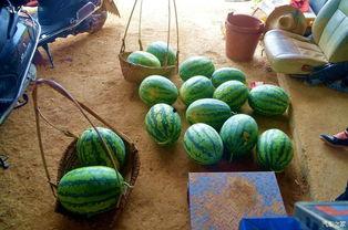 清清吃田瓜  第2张