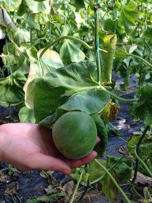 天津吃大瓜,大瓜风味,舌尖上的津城诱惑 第2张 天津吃大瓜,大瓜风味,舌尖上的津城诱惑 第2张