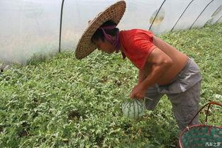 工作吃瓜两不误,平衡工作与娱乐的艺术