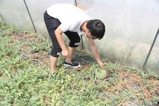 工作吃瓜两不误,平衡工作与娱乐的艺术  第3张