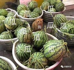 什么叫冲浪吃瓜,揭秘网络热点背后的真相与趣味 第3张 什么叫冲浪吃瓜,揭秘网络热点背后的真相与趣味 第3张