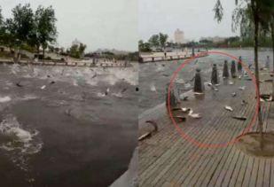 水面以下吃瓜视频,揭秘水下吃瓜的趣味瞬间 第3张 水面以下吃瓜视频,揭秘水下吃瓜的趣味瞬间 第3张