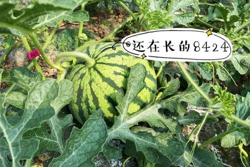 吃瓜王花,娱乐圈幕后风云的知情者