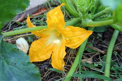 吃瓜王花,娱乐圈幕后风云的知情者 第2张 吃瓜王花,娱乐圈幕后风云的知情者 第2张