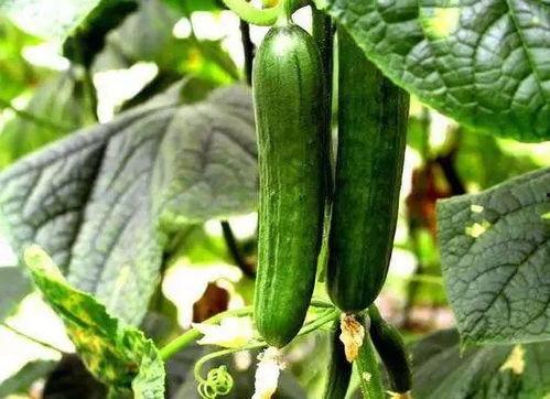 吃瓜早知道,吃瓜早知道，热点事件抢先看  第3张