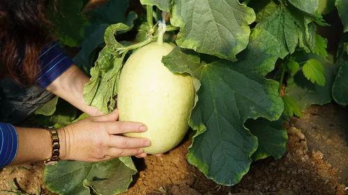 带伱吃瓜,带伱吃瓜之旅 第2张 带伱吃瓜,带伱吃瓜之旅 第2张