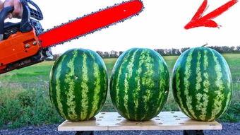 特效吃瓜比赛,一场视觉盛宴与味蕾挑战的巅峰对决  第2张