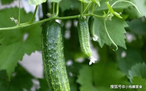 麦承欢请大家吃瓜,瓜界盛宴共享欢乐时光 第2张 麦承欢请大家吃瓜,瓜界盛宴共享欢乐时光 第2张