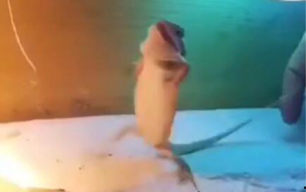 吃素的狮子 吃瓜,揭秘吃瓜背后的生态智慧 第2张 吃素的狮子 吃瓜,揭秘吃瓜背后的生态智慧 第2张