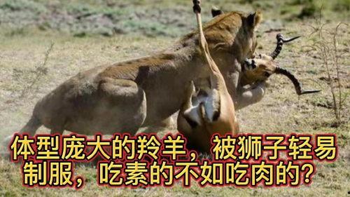 吃素的狮子 吃瓜,揭秘吃瓜背后的生态智慧 第3张 吃素的狮子 吃瓜,揭秘吃瓜背后的生态智慧 第3张